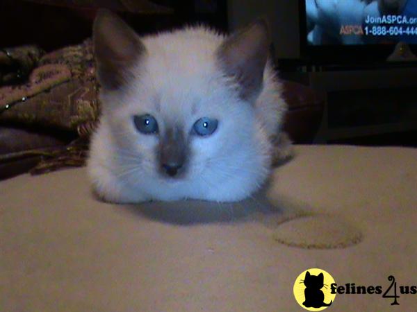 siamese_colorpoints Picture 1